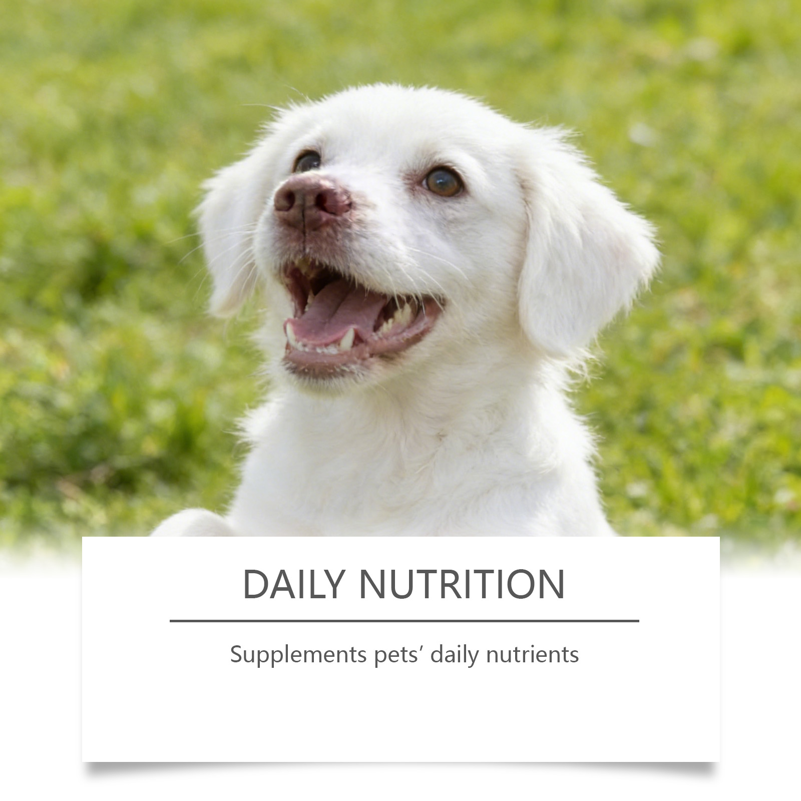 Dog Taurine Powder Easy-To-Mix - Wellness Health Nutrition ulasan dan harga